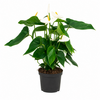 Anthurium wit | 12 cm pot | 45 cm hoog