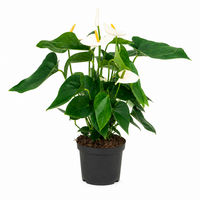 Witte Anthurium terrarium en kamerplant | 12 cm pot | 45 cm hoog