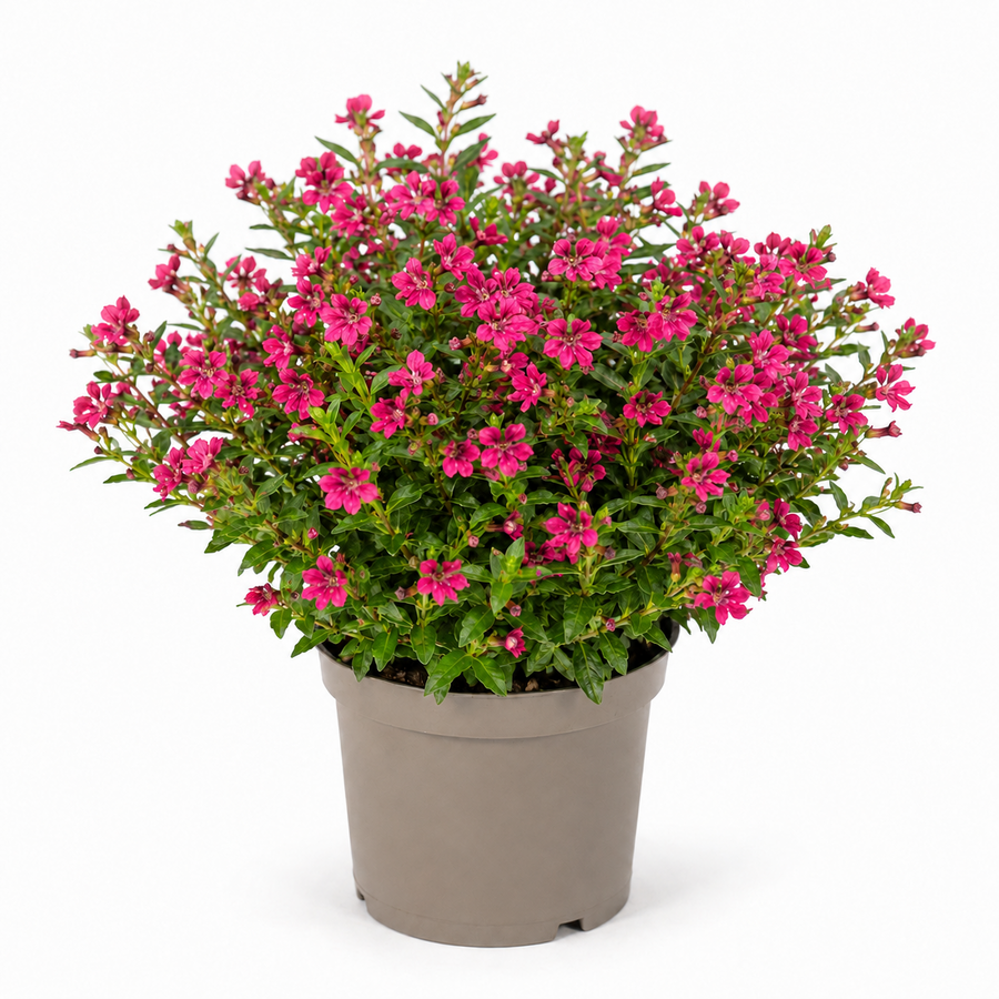 Cuphea hyssopifolia Myrtis Deep Pink | Mexicaanse heide | 15 cm hoog | In 10 cm pot