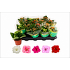 Kalanchoe gemengd | per stuk | 8 cm pot | 25 cm hoog