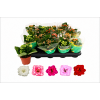 Kalanchoe Double Rose Flowers mix terrariumplant en kamerplant | 6 cm pot | 10 cm hoog bij levering | kleurenmix | verkoop per stuk - CopyKalanchoe gemengd | bloeiende vetplant per stuk | 8 cm pot | 25 cm hoog