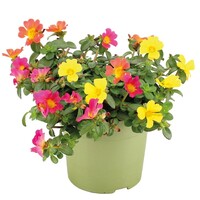 Portulaca gemengd | 12 cm pot | ca. 15 cm hoog bij levering | kleurrijke zomerbloeier voor tuin, balkon en terras | per stuk