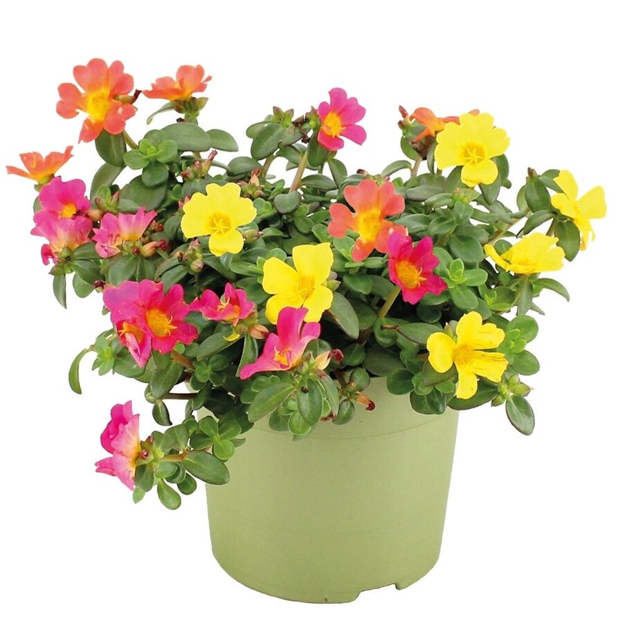 Portulaca gemengd | 12 cm pot | ca. 15 cm hoog bij levering | kleurrijke zomerbloeier voor tuin, balkon en terras | per stuk