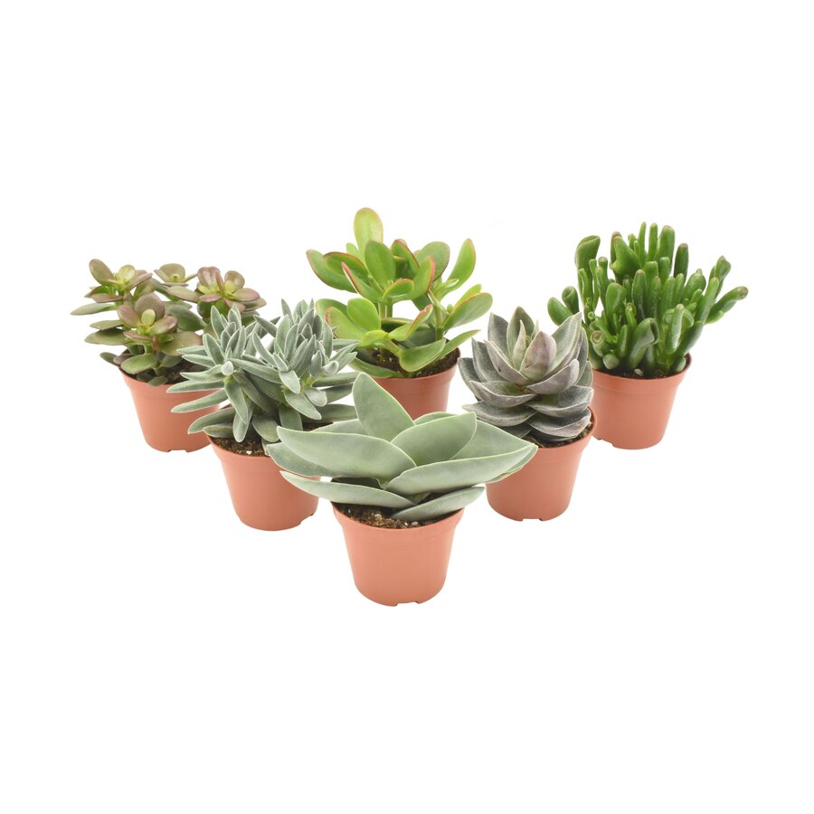 Crassula gemengd vetplanten mix | 5 cm pot | circa 10 cm hoog | verkoop per stuk