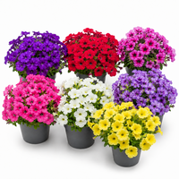 Petunia Surfinia gemengd | Hangpetunia in 12 cm pot | ca. 20 cm hoog bij levering | kleur kan verschillen | per stuk