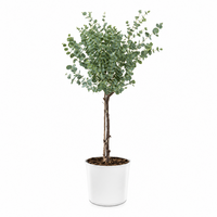 Eucalyptus gunnii cidergomboom | 17 cm pot | 75 cm hoog