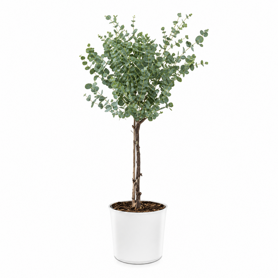 Eucalyptus gunnii cidergomboom | 17 cm pot | 75 cm hoog
