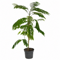 Albizia julibrissin | Perzische slaapboom | 125 cm hoog | In 23 cm pot | Sierboom voor tuin en terras