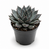 Echeveria affinis | 5,5 cm pot | 8 cm hoog