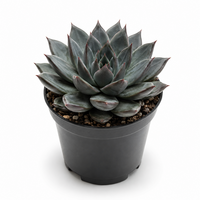 Echeveria affinis donkere vetplant | 5,5 cm pot | 8 cm hoog