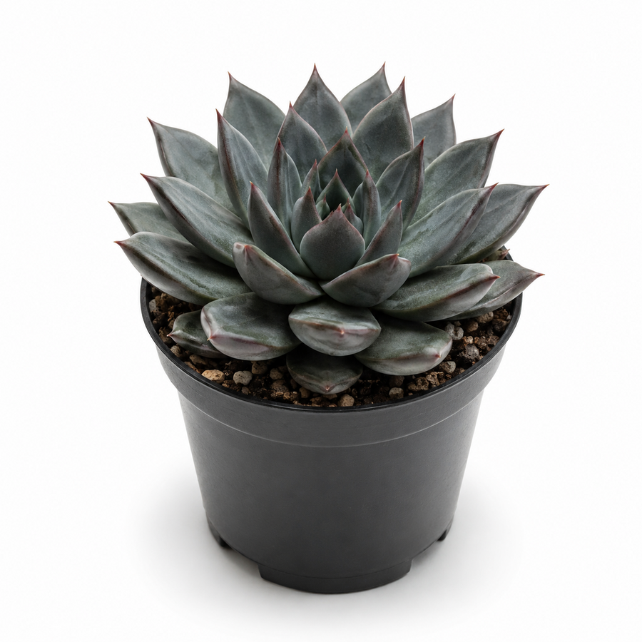 Echeveria affinis donkere vetplant | 5,5 cm pot | 8 cm hoog