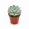 Echeveria elegans | 5,5 cm pot | 8 cm hoog