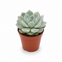 Echeveria elegans vetplant | terrarium en kamerplant | 5,5 cm pot | 8 cm hoog