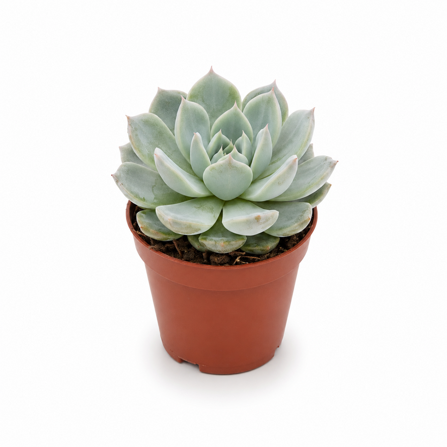 Echeveria elegans vetplant | terrarium en kamerplant | 5,5 cm pot | 8 cm hoog