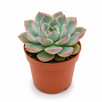 Echeveria Lotus vetplant | 8,5 cm pot | 10 cm hoog | terrarium en kamerplant Korte omschrijving: Maximaal 50 cm hoog.