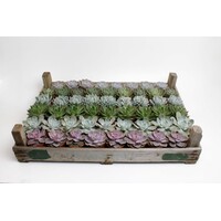 Echeveria gemengd | vetplant | 8,5 cm pot | 15 cm hoog | per stuk