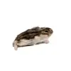 Diepvries Goudhamster 100–150 gram