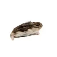 Diepvries Goudhamster 100–150 gram | complete hele prooi