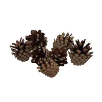 Natuurlijke dennenappels 200 gram voor terrarium en decoratie