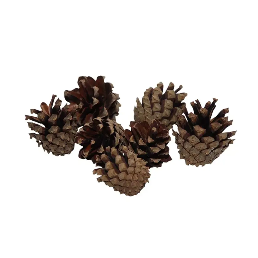 Natuurlijke dennenappels 200 gram voor terrarium en decoratie