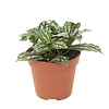 Pilea cadierei | 8,5 cm pot | 12 cm hoog