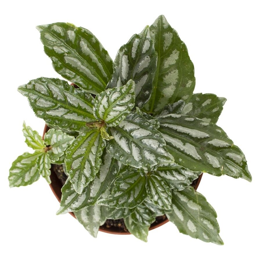 Pilea cadierei terrariumplant en kamerplant | 8,5 cm pot | 12 cm hoog
