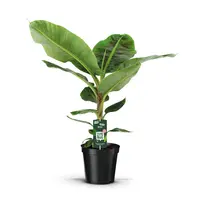 Musa Dwarf Cavendish bananenplant | potmaat 21 cm | 105 cm hoog