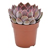 Echeveria Summer | 8,5 cm pot | 14 cm hoog