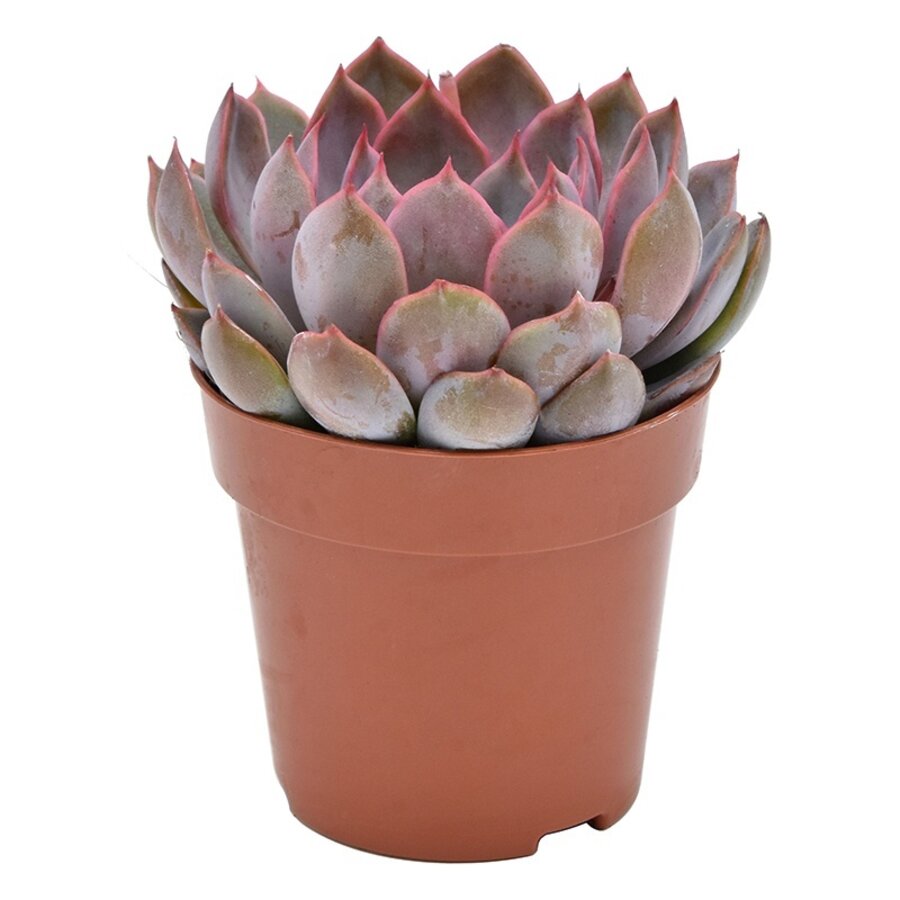 Echeveria Summer vetplant | 8,5 cm pot | 14 cm hoog