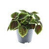 Pilea involucrata 'Moon Valley'  | 8,5 cm pot | 12 cm hoog