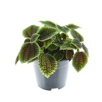 Pilea involucrata 'Moon Valley' | terrarium en kamerplant | 8,5 cm pot | 12 cm hoog