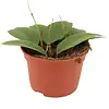 Hoya Tequilla 'Sunrise' | 12 cm pot | 15 cm hoog