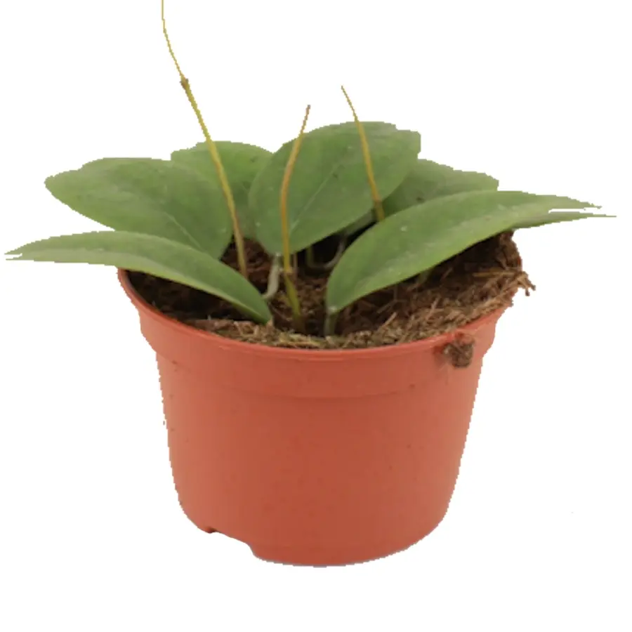 Hoya Tequilla 'Sunrise' terrariumplant | ook als kamerplant | 12 cm pot | 15 cm hoog