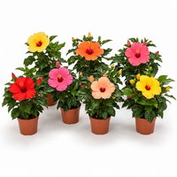 Hibiscus rosa sinensis gemengde kleuren | 9 cm pot | ca. 25 cm hoog | assorti geleverd per stuk