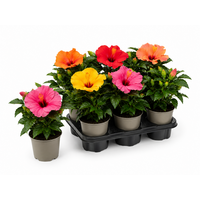 Hibiscus rosa sinensis gemengde kleuren | 13 cm pot | ca. 25 cm hoog | kamerplant en kuipplant | per stuk