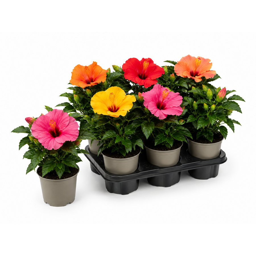 Hibiscus rosa sinensis gemengde kleuren | 13 cm pot | ca. 25 cm hoog | kamerplant en kuipplant | per stuk