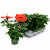 Hibiscus rood | 13 cm pot | 35 cm hoog | per stuk