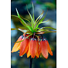 Fritillaria imperialis Rubra | rode keizerskroon bloembol | verkoop per stuk