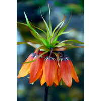 Fritillaria imperialis Rubra | rode keizerskroon bloembol | voorjaarsbloeier | verkoop per stuk