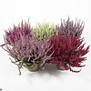 Calluna vulgaris Callu Nova mix | ca. 10 tot 15 cm hoog | 10 cm pot | per stuk