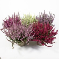 Calluna vulgaris Callu Nova gemengde kleuren | ca. 10 tot 15 cm hoog | in 10 cm pot | verkoop per stuk