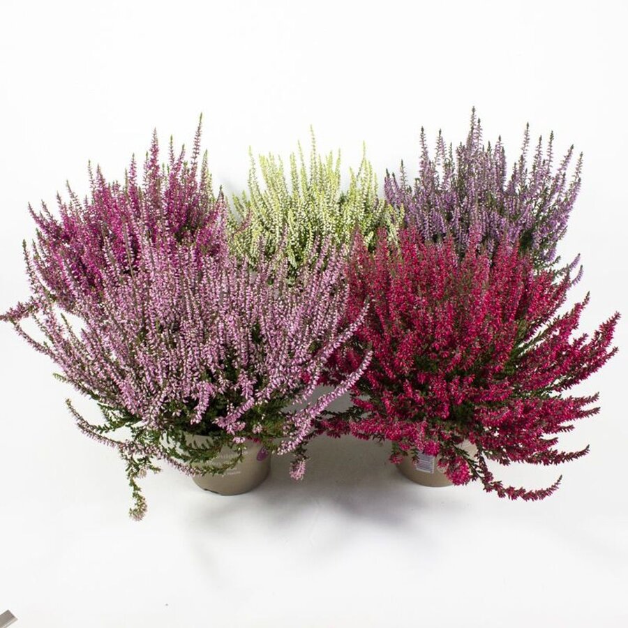 Calluna vulgaris Callu Nova gemengde kleuren | ca. 10 tot 15 cm hoog | in 10 cm pot | verkoop per stuk