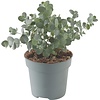 Eucalyptus cinerea | zilvereucalyptus | 25 cm hoog | 12 cm pot