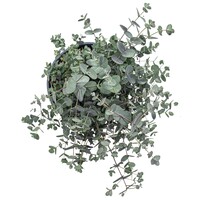 Eucalyptus gunnii | Cidergomboom | 25 cm hoog | In 14 cm pot