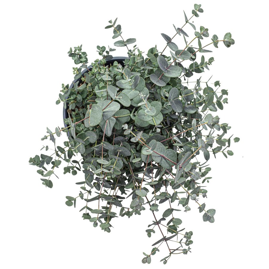 Eucalyptus gunnii | Cidergomboom | 25 cm hoog | In 14 cm pot