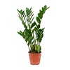 Zamioculcas zamiifolia | pot 12 cm | 35 cm hoog | 4 takken