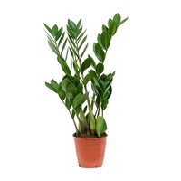 Zamioculcas zamiifolia | sterke groene kamerplant | pot 12 cm | 35 cm hoog | 4 takken