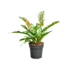 Philodendron Ring of Fire | 12 cm pot | 30 cm hoog