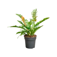Philodendron Ring of Fire | bonte terrariumplant en kamerplant | 12 cm pot | 30 cm hoog