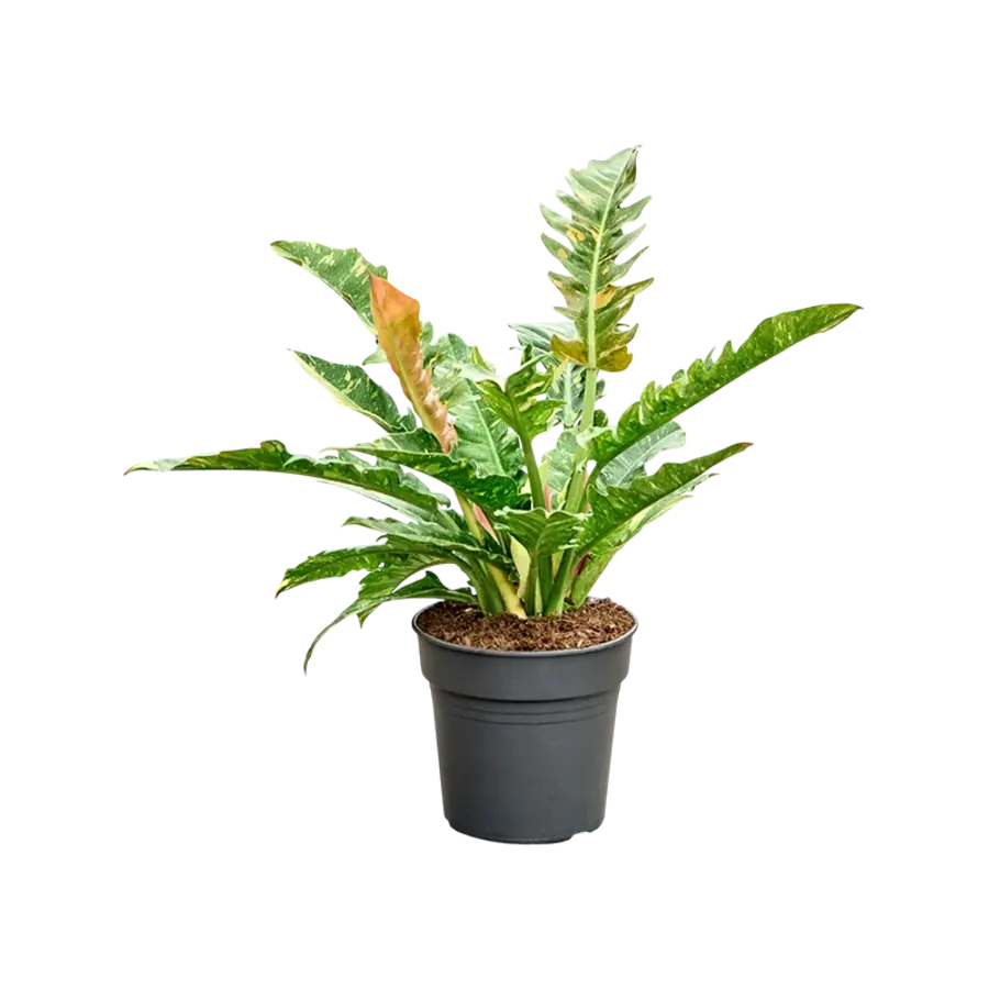 Philodendron Ring of Fire | bonte terrariumplant en kamerplant | 12 cm pot | 30 cm hoog